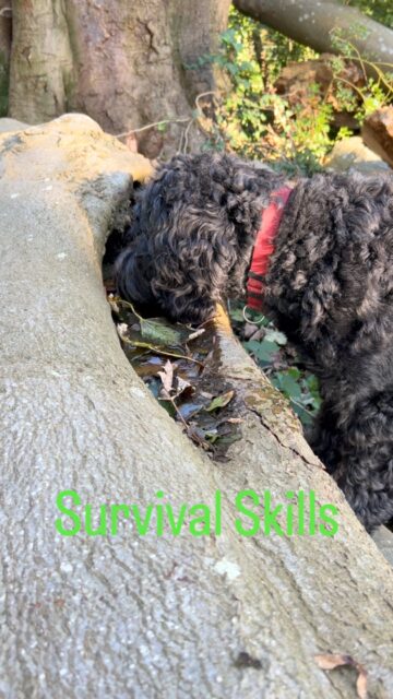 Ottie showing off her survival skill in Graig Wood 🌳
