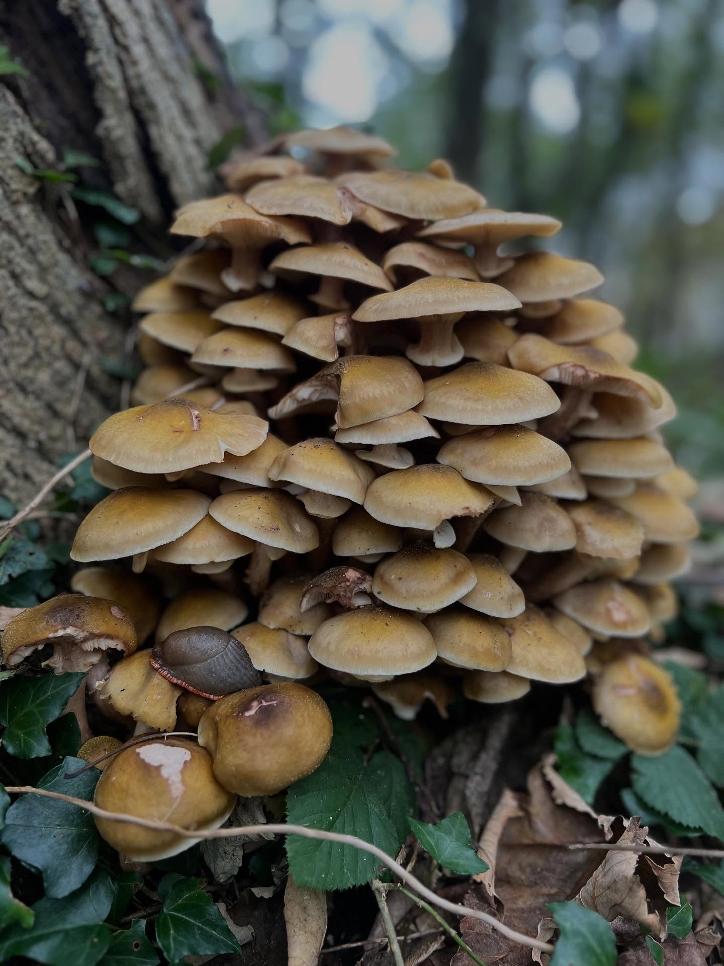Honey fungus Armillaria mellea on the base of an Ash tree. It is a pathogenic fungus that can colonise trees decaying the wood leading to uprooting, stem fracture before or after it kills the tree. Bad news for the tree but an opportunity for others within the woodland.