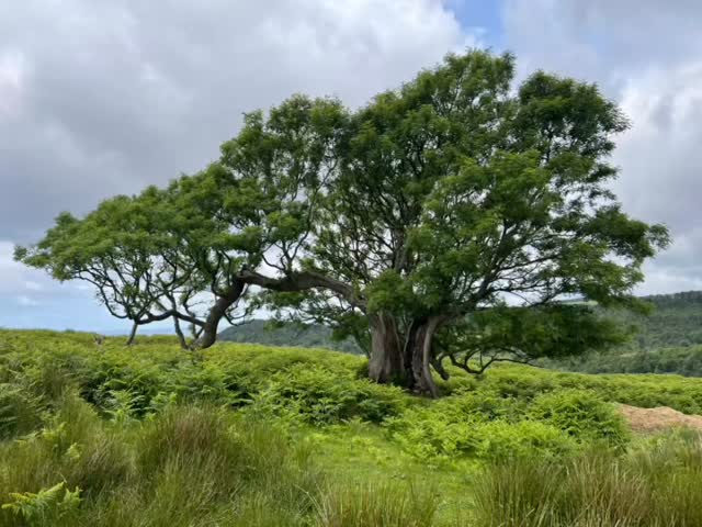 Happy National Tree Week. Here’s one of my favourite Veteran Ash trees living on no matter what! 🌳❤️ #graigwoodland #nationaltreeweek2025 #communitywoodland #natureinwales #britishwoodland #connectwithnature