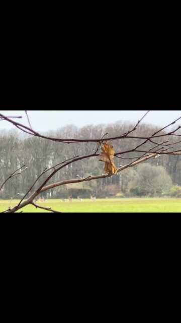 Deer running to the shelter of the woods 🌳#graigwoodland #communitywoodland #natureinwales #britishwoodland #wildlifehabitat #connectwithnature