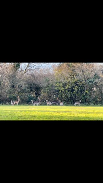 #graigwoodland #communitywoodland #natureinwales #britishwoodland #connectwithnature #wildlifehabitat #ancientwoodland #deer