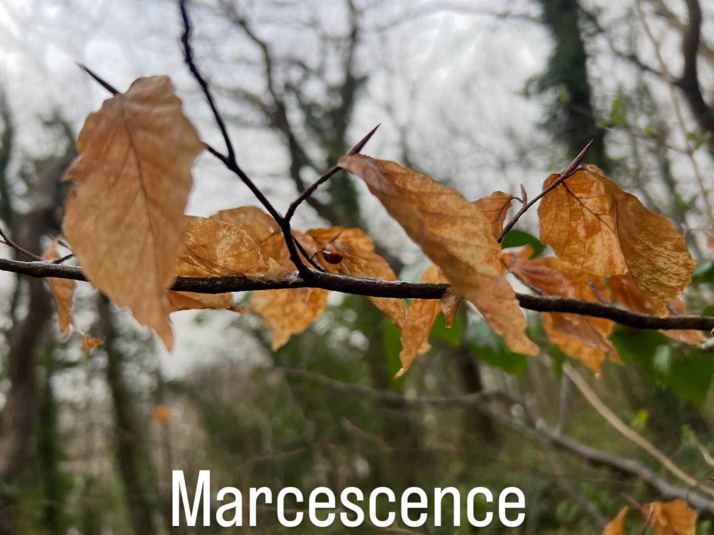 The phenomenon where some deciduous trees such as this Beech Tree retain their dead leaves throughout winter. 🌳