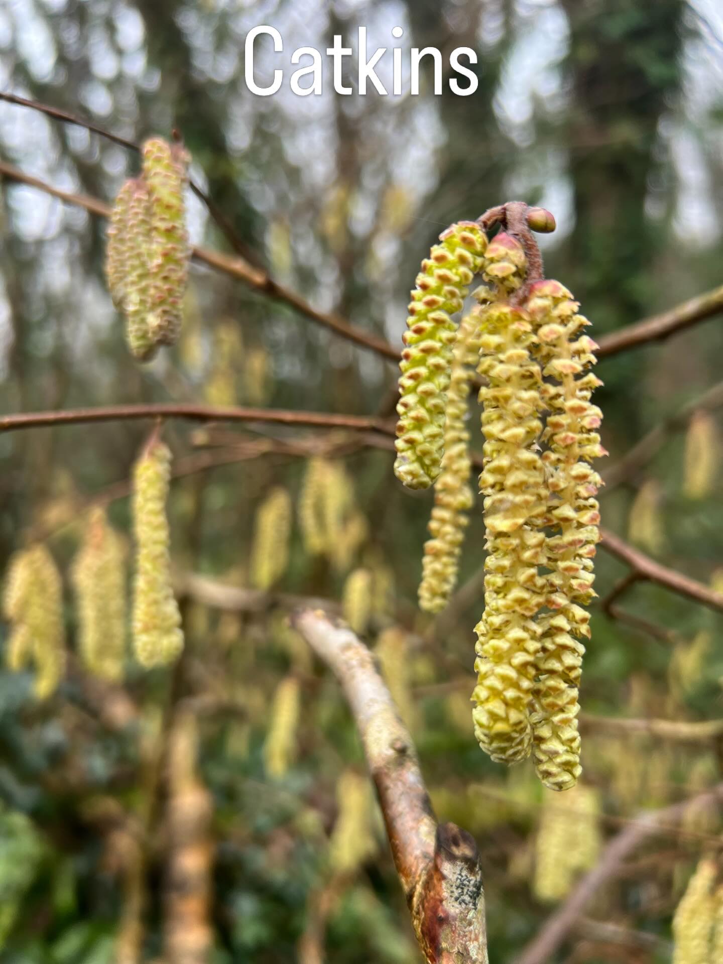 A cluster of male flowers. These are from a Hazel tree. Hazel is monoecious, both male and female flowers are present on one tree, dioecious trees require two trees for reproduction. 🌳