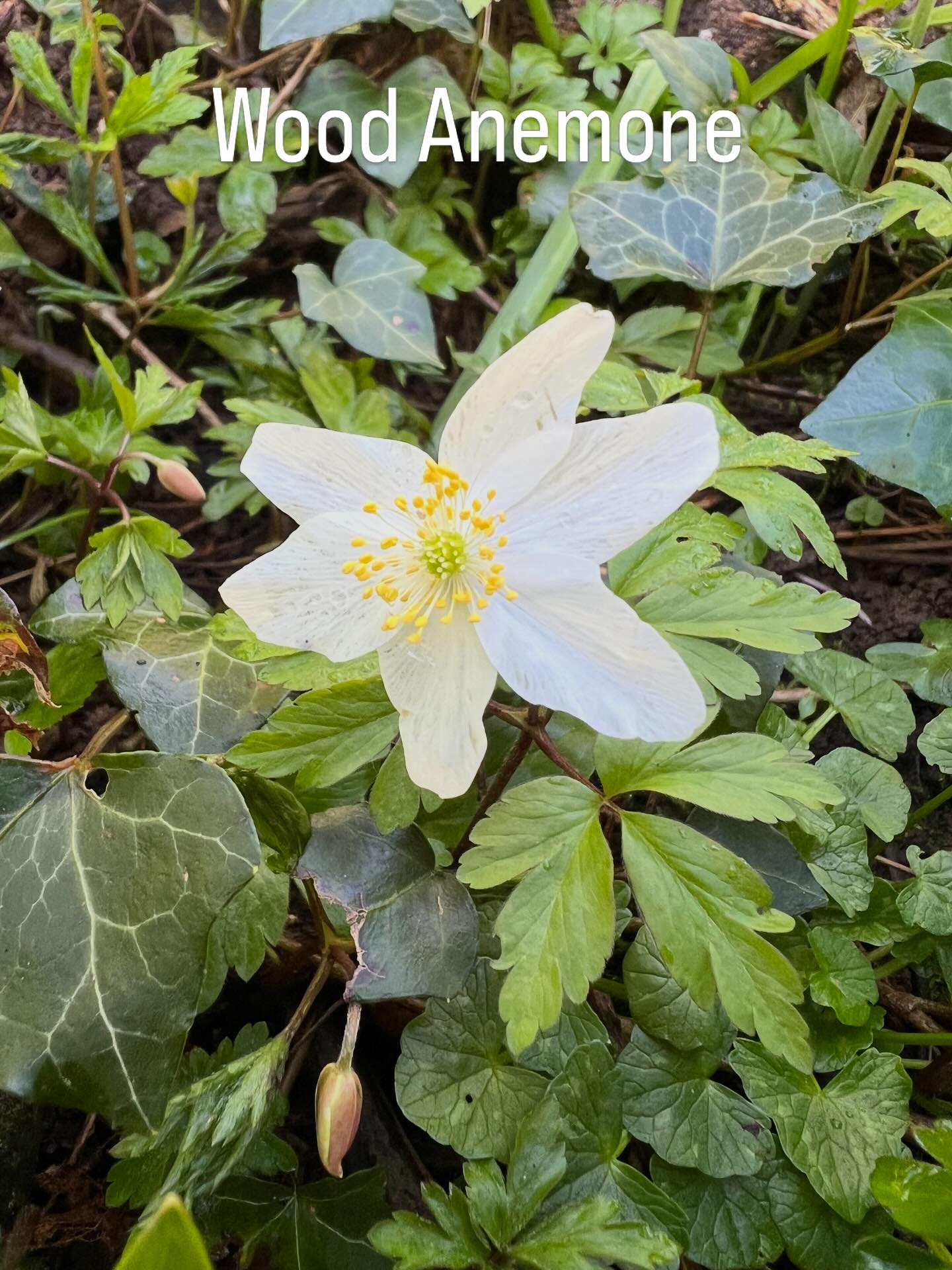 One of the first wild flowers of spring taking advantage of the sunlight before the canopy is in full leaf. It’s an ancient woodland indicator species that we have here at Graig Wood, highlighting this rare and important habitat 🌳