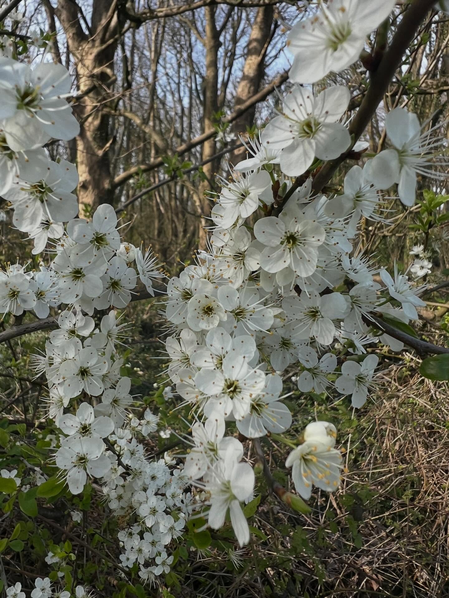 Blackthorn is Hysteranthous, it produces flowers  before leaves with is an advantage for wind and insect pollination. It’s also a very important source of early nectar for pollinators 🐝 🌳