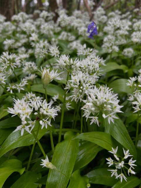 Wild Garlic is an ancient woodland indicator species present here at Graig Wood 🌳