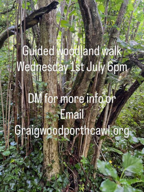A guided walk through an ancient woodland discussing woodland restoration 🌳