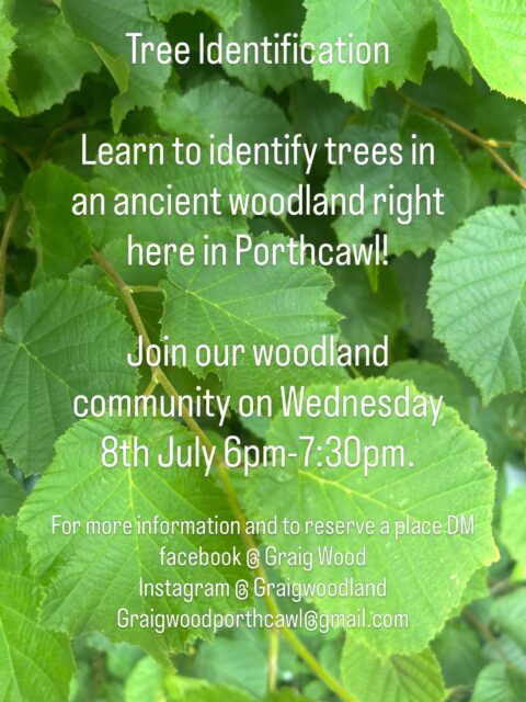 Join us in a beautiful woodland classroom full of history and wildlife. 
Discover how to identify 15 native tree species here at Graig Wood.